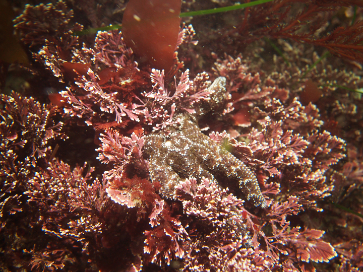 sea star amidst algae